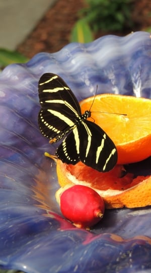 Butterfly, Orange, Insect, Wing, insect, animal themes thumbnail