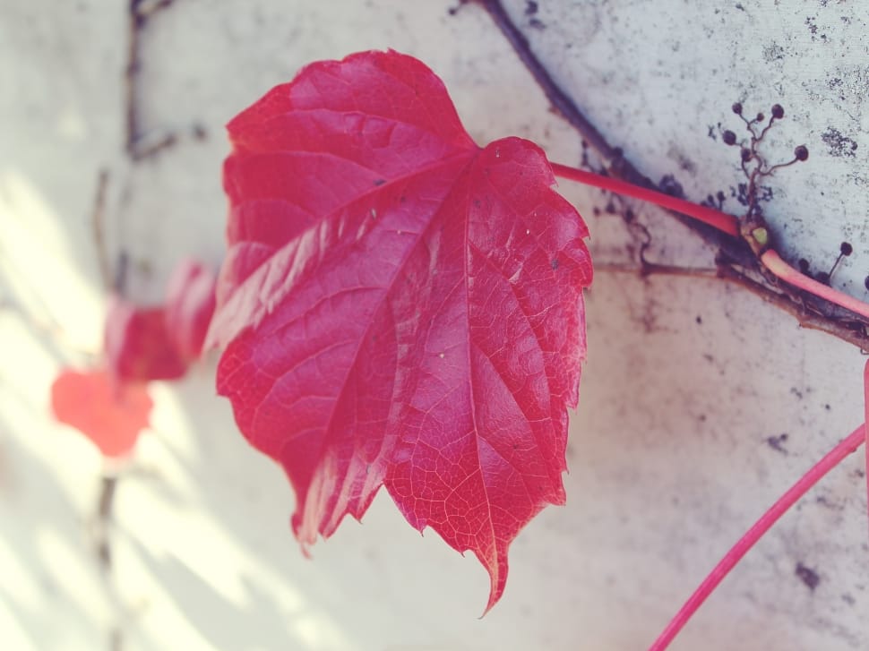 Red, Leaf, Autumn, Wall, Red Leaf, red, leaf preview