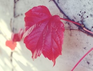 Red, Leaf, Autumn, Wall, Red Leaf, red, leaf thumbnail