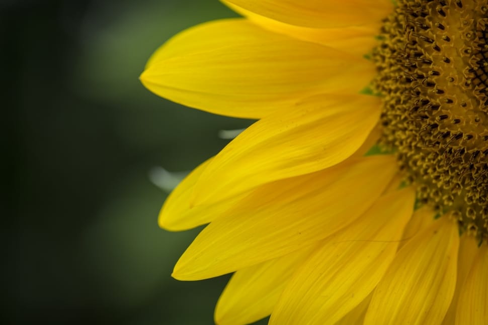 yellow petaled sunflower preview