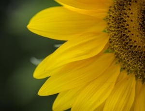 yellow petaled sunflower thumbnail