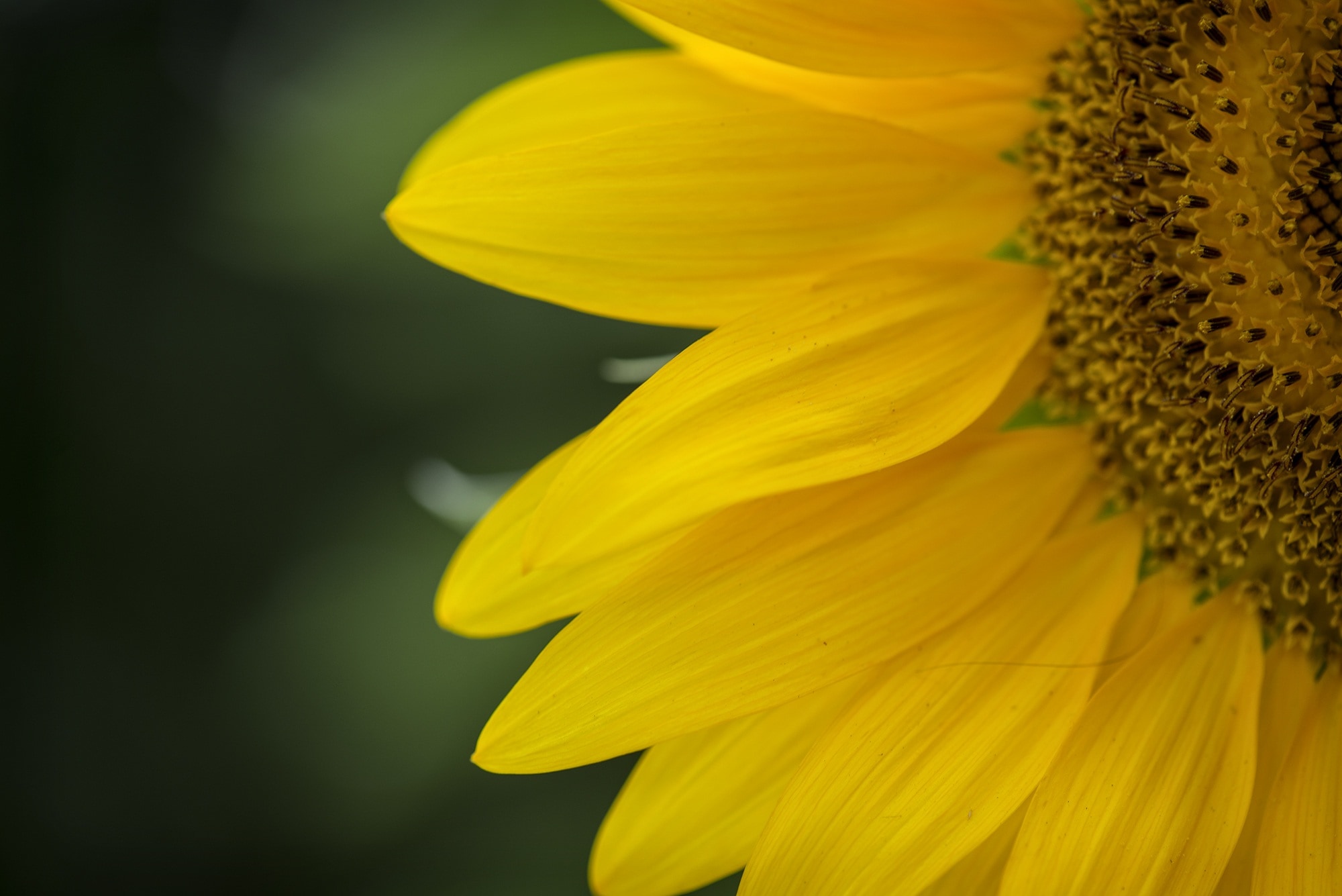 yellow petaled sunflower