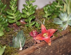 succulent plants thumbnail