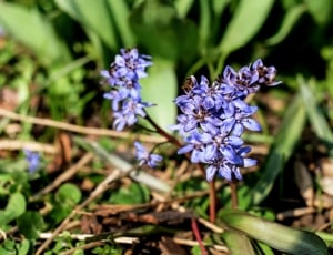 selective focus photography of lavender flowers thumbnail