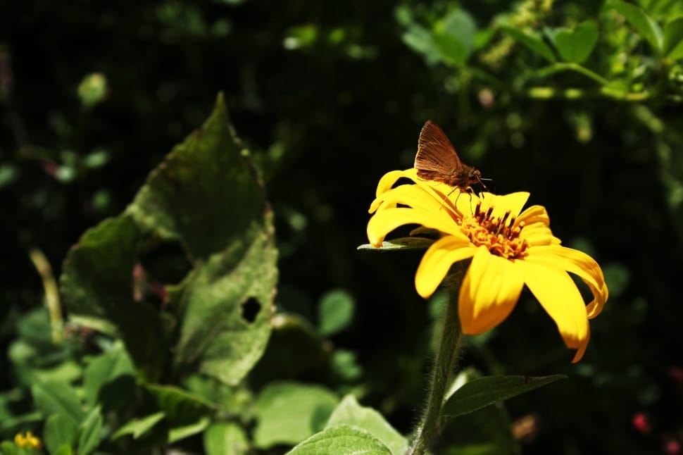 brown butterfly on yellow petaled flower closeup photography during daytime preview