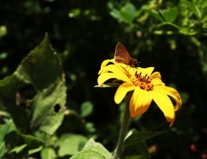 brown butterfly on yellow petaled flower closeup photography during daytime thumbnail