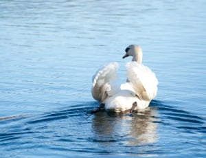 white swan on body of water during daytime thumbnail
