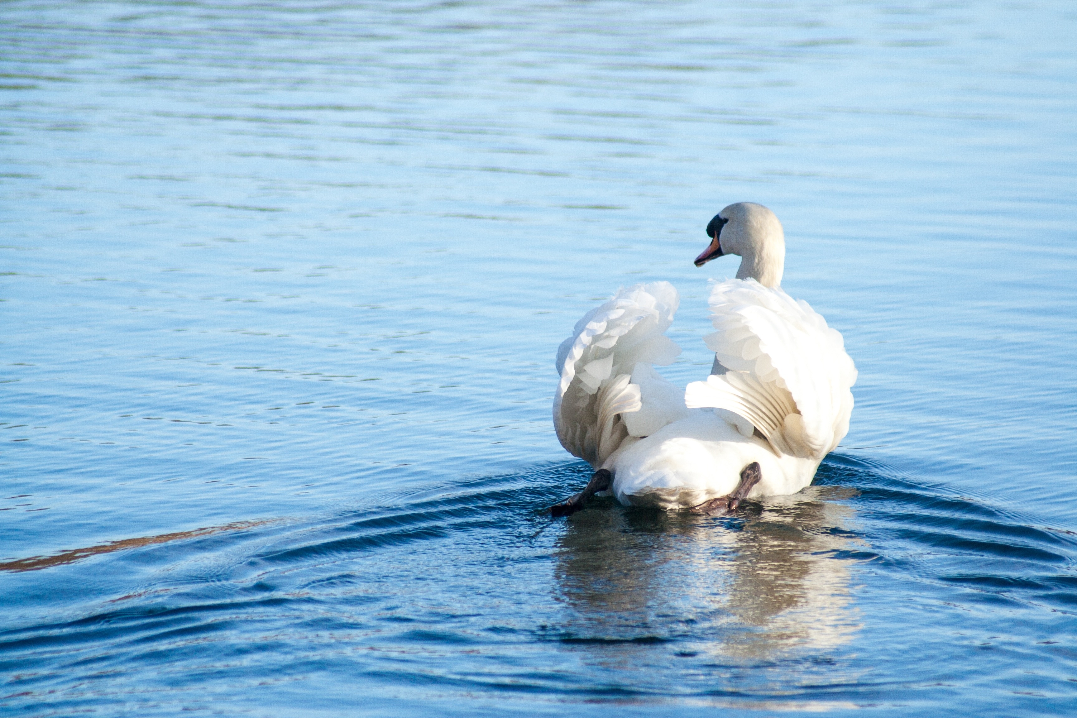 white swan on body of water during daytime