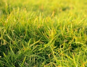 green grass on plains thumbnail