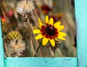 sunflower in nwooden frame thumbnail