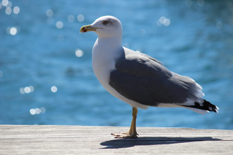 Fly, Gull, Seagull, Nature, Water, Sea, bird, animals in the wild preview