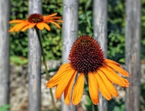 two sunflowers near gray wooden frames thumbnail