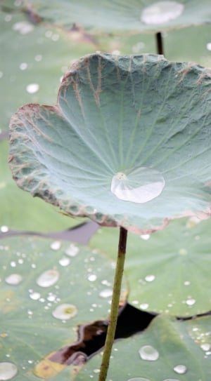 photo of waterlily plant with water droplets thumbnail