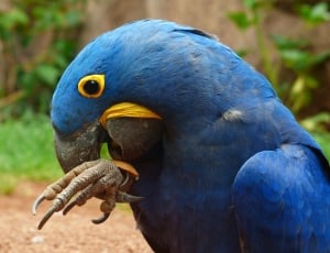 blue and yellow parrot thumbnail