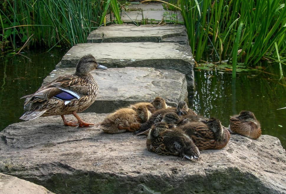 Duck Family, Ducks, Duck, Animal, Water, animal themes, animals in the wild preview