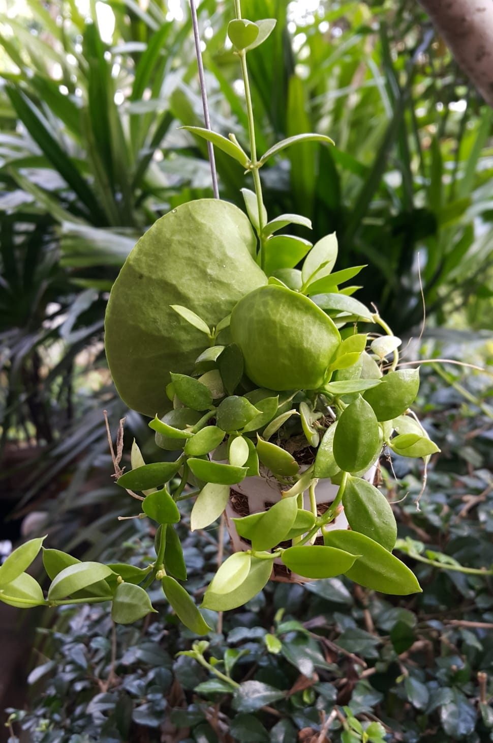 Dischidia Pectenoides, Ant Plant, green color, leaf preview