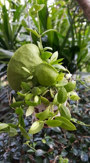 Dischidia Pectenoides, Ant Plant, green color, leaf thumbnail
