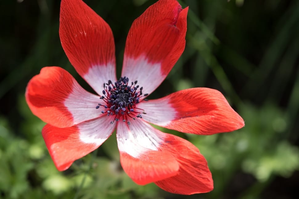 red white 7 petaled flower preview
