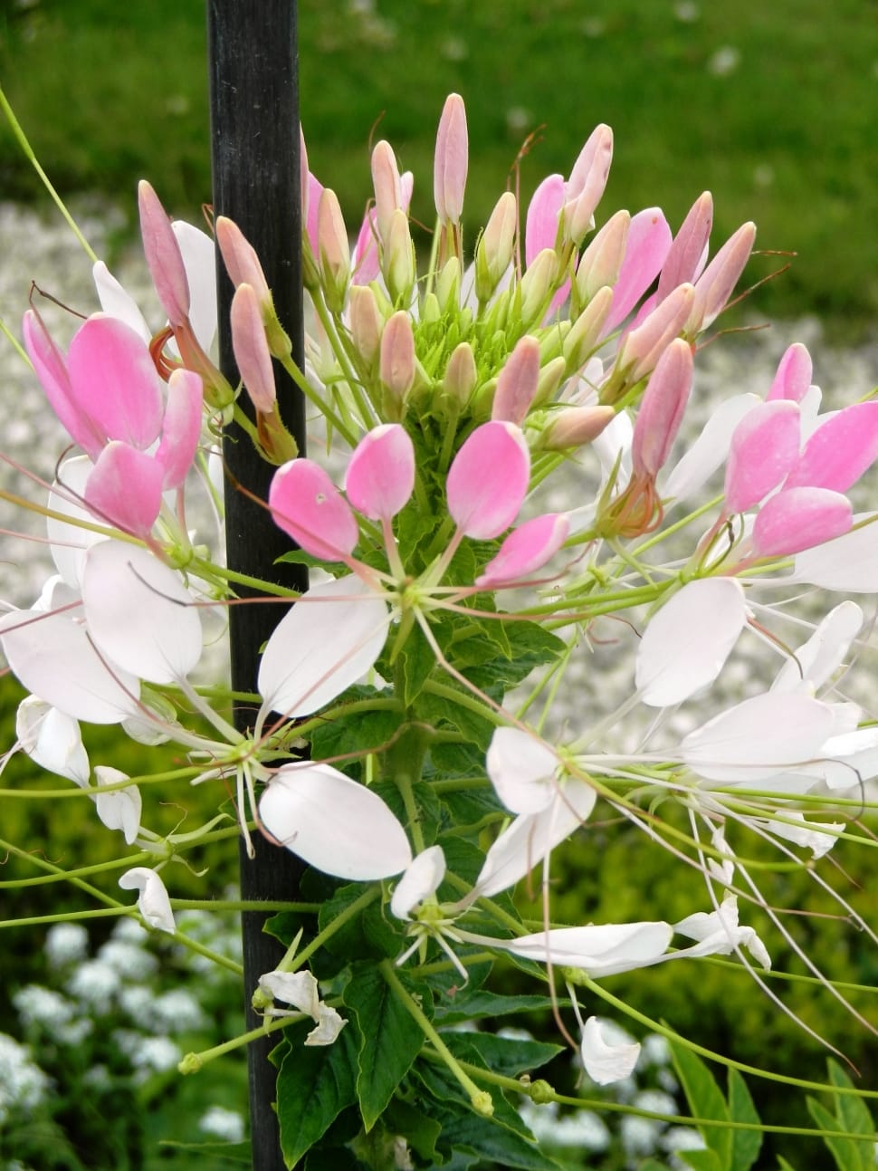 pink and white petal flower preview