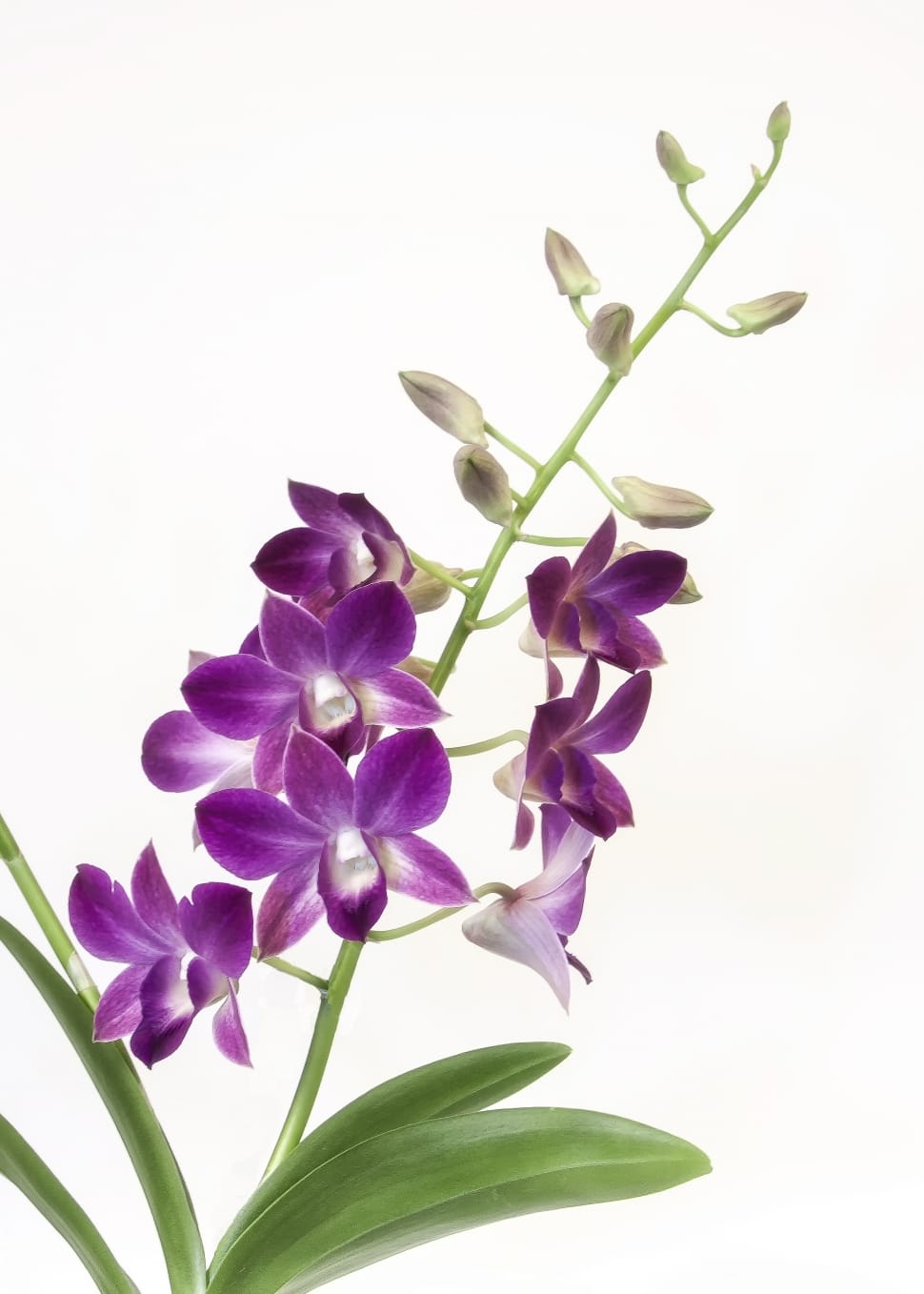 purple orchid preview