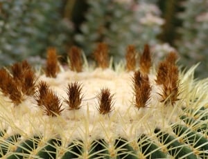Arboretum, Cactus, Flowers, growth, nature thumbnail