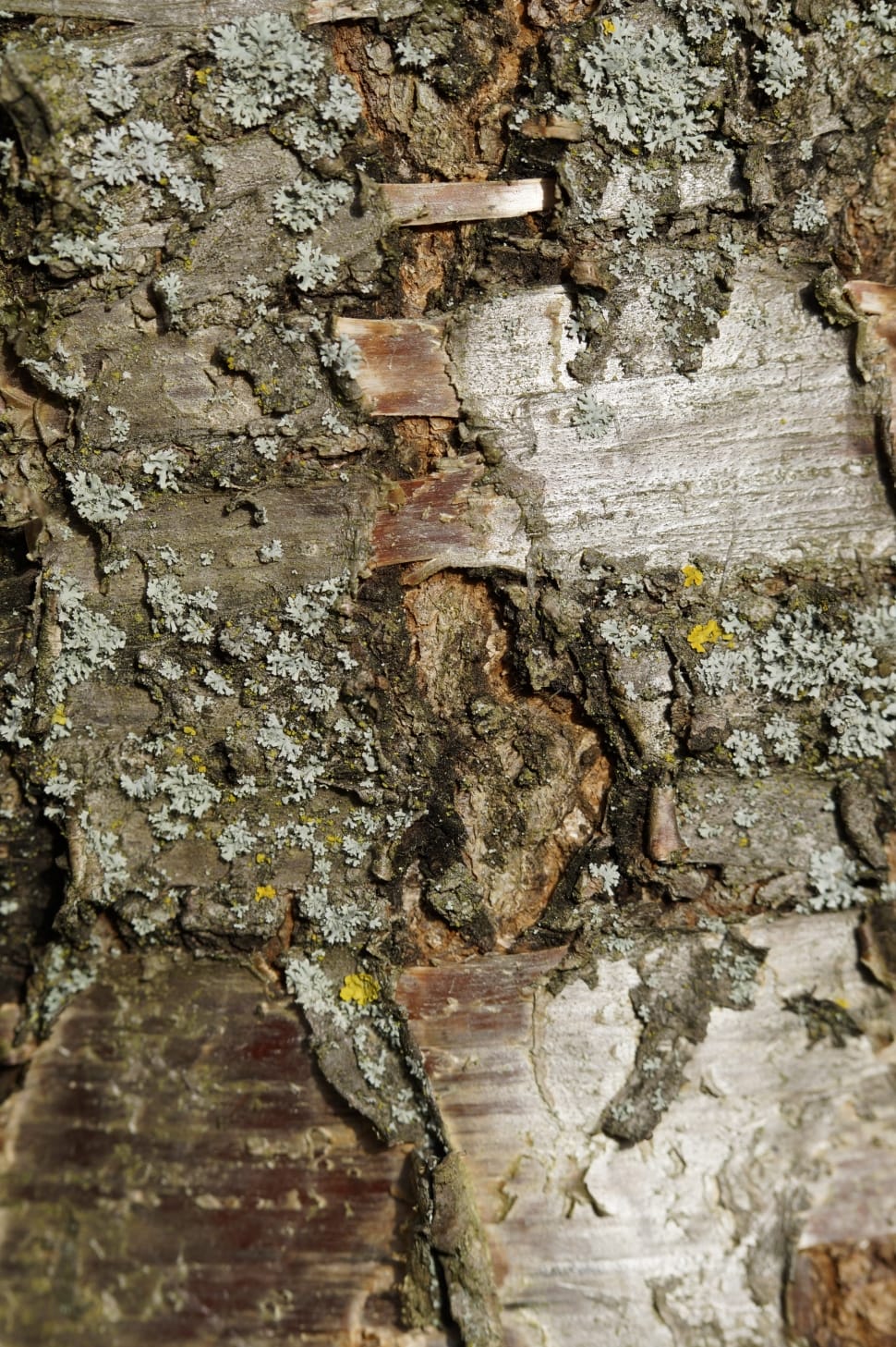 selective focus of brown tree trunk preview