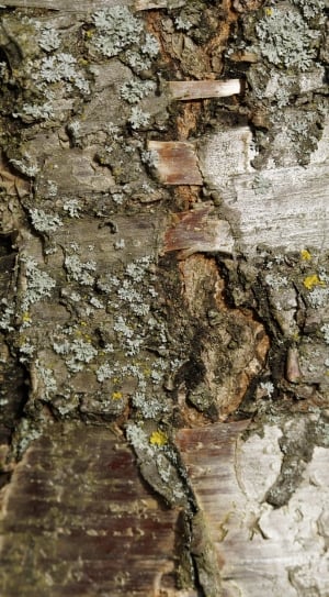selective focus of brown tree trunk thumbnail