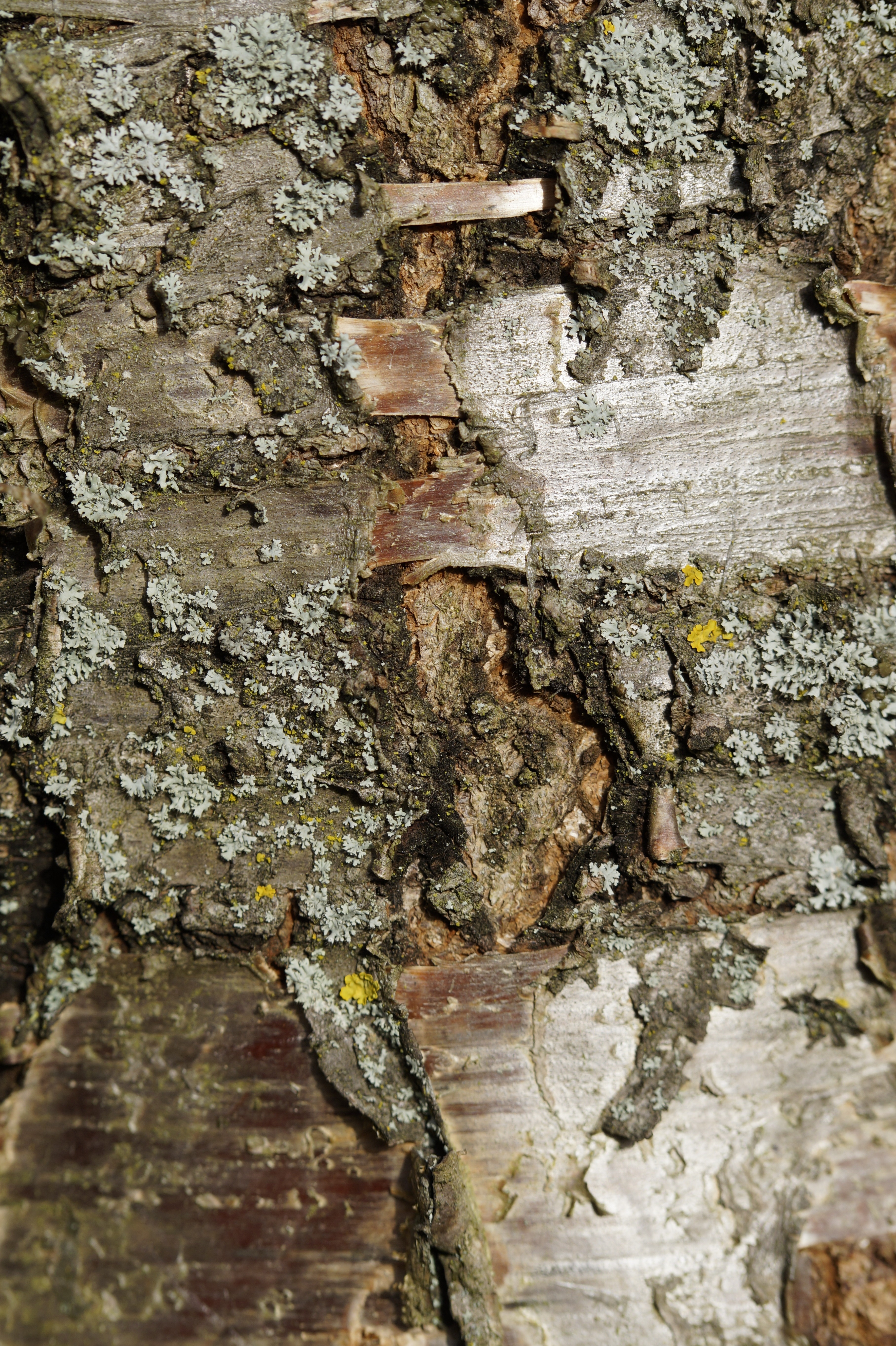 selective focus of brown tree trunk