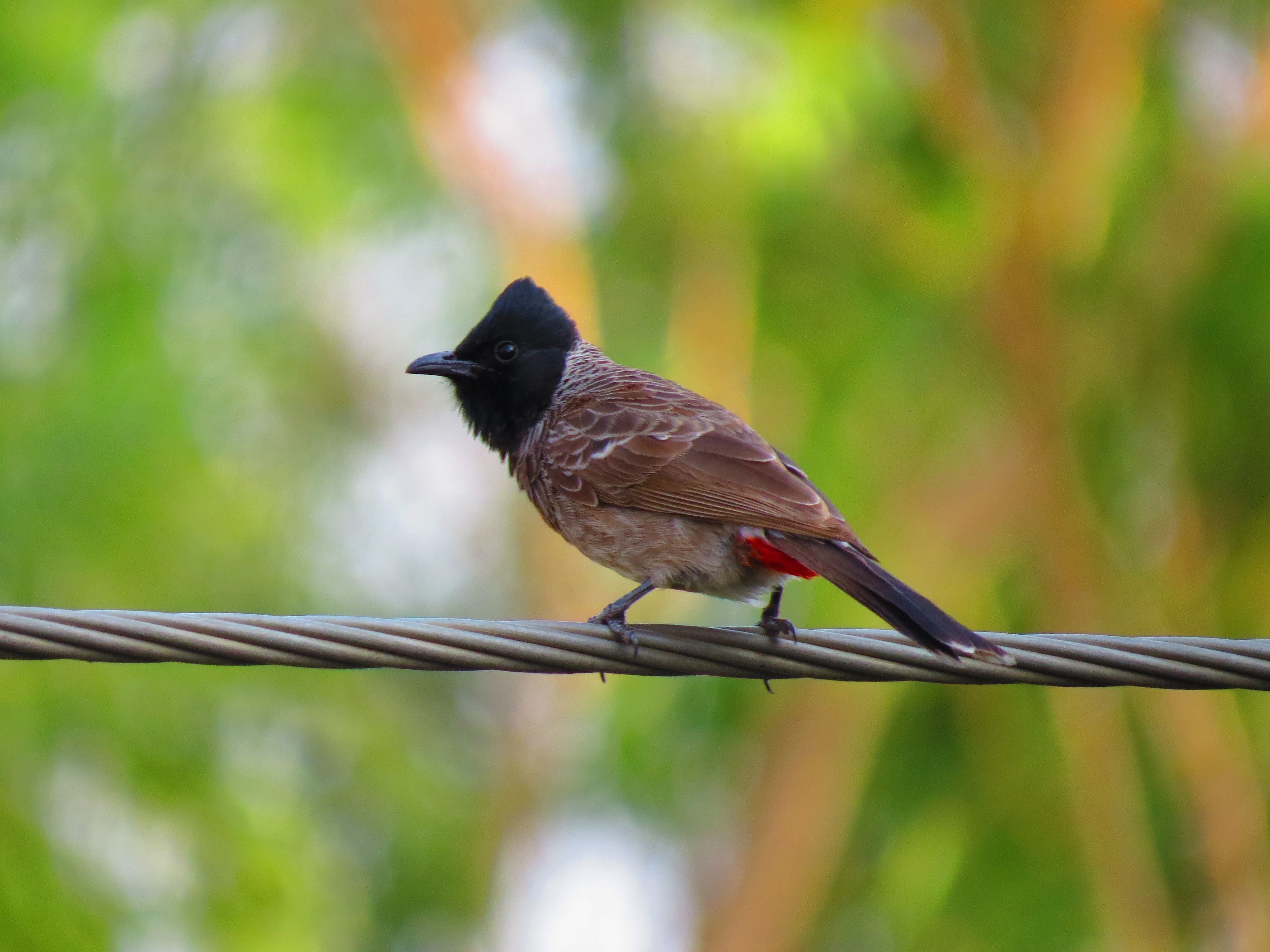 brown and black feathered bird