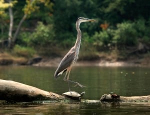 Grey Heron near lake at daytime thumbnail