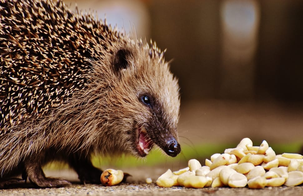 hedgehog and cashew nuts preview