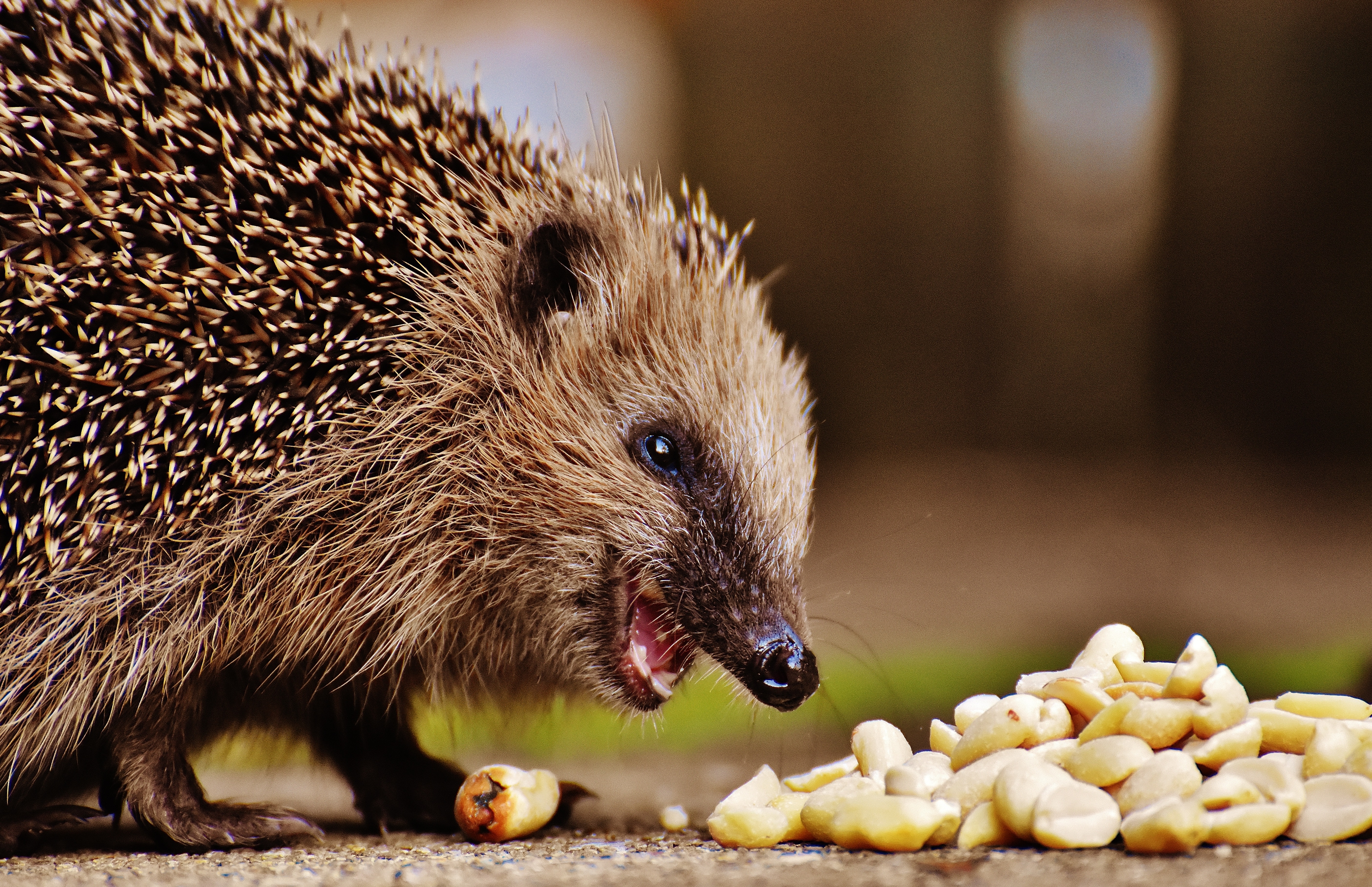 hedgehog and cashew nuts
