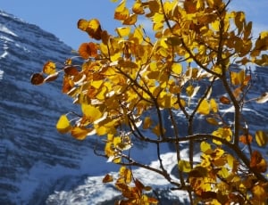 Colorado, Landscape, Side, Mountain, autumn, leaf thumbnail