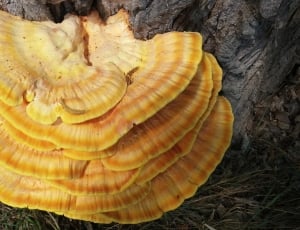 yellow and beige mushroom thumbnail