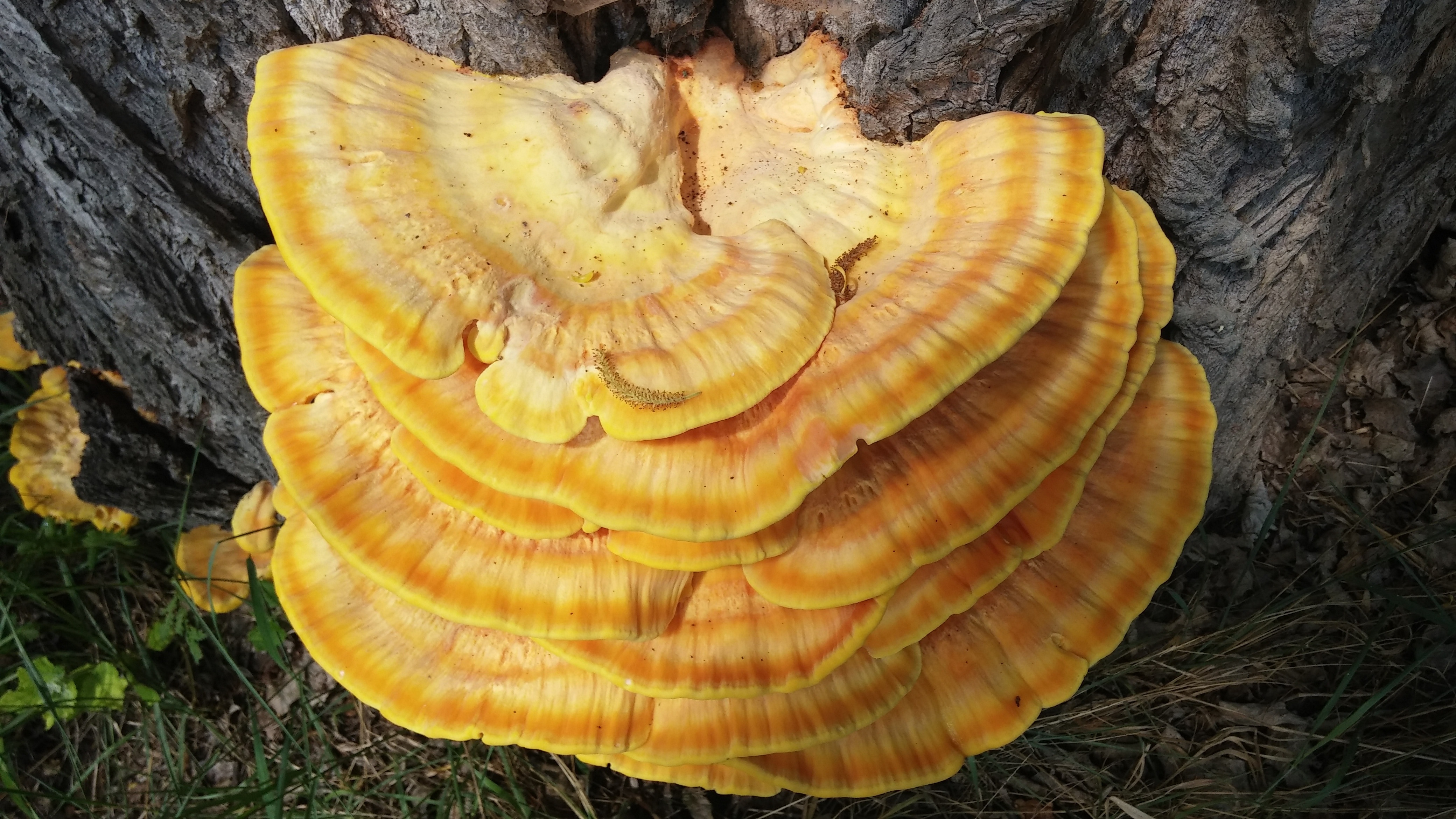 yellow and beige mushroom