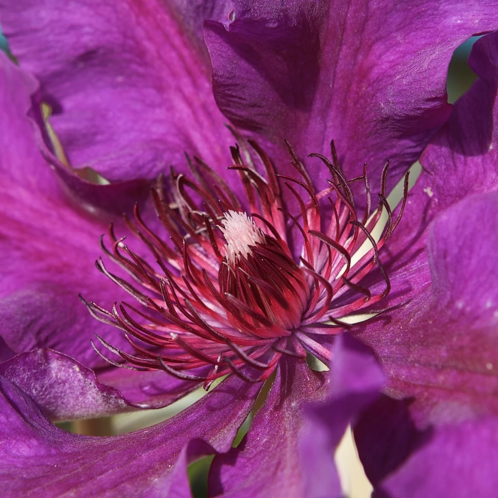 close up shoot of purple petaled flower preview