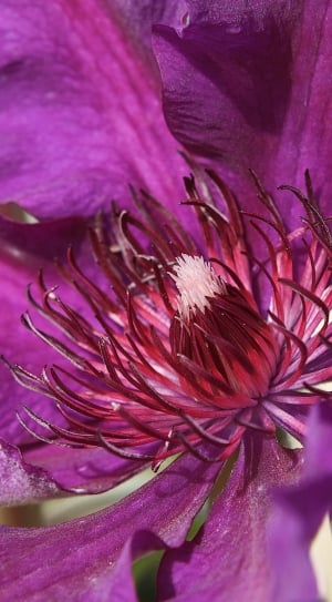 close up shoot of purple petaled flower thumbnail