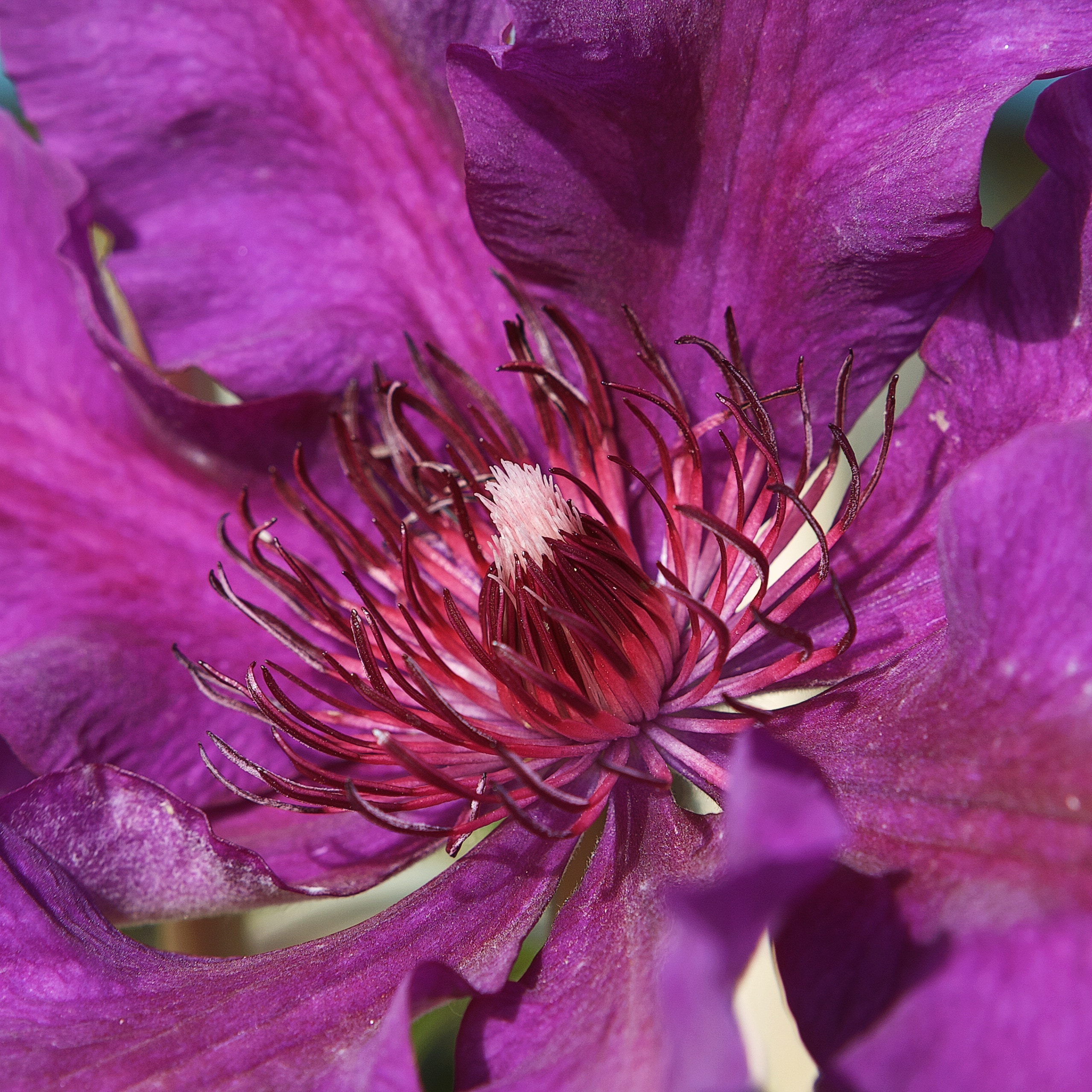close up shoot of purple petaled flower