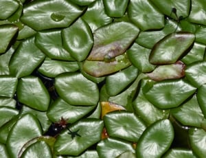 green leaf  plant thumbnail