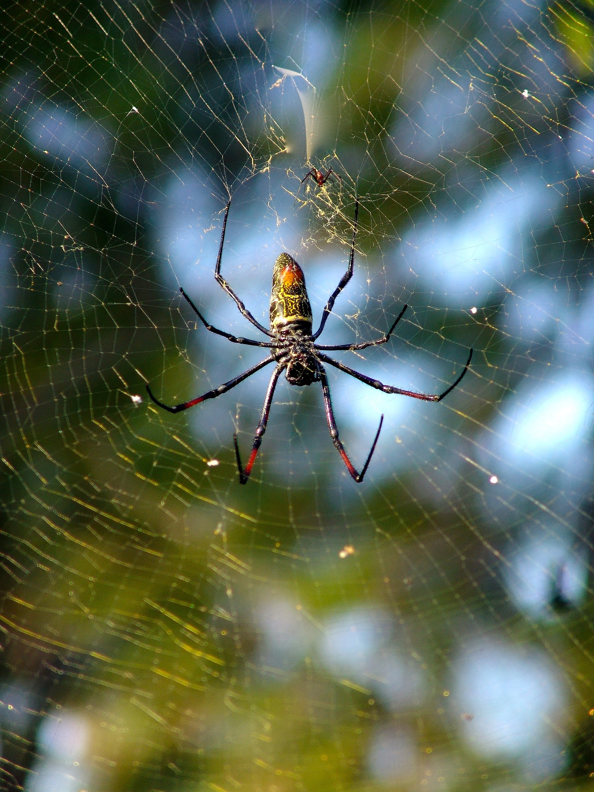 Arachnid, Spider, Network, Cobweb, spider, spider web