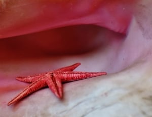 pink star fish thumbnail