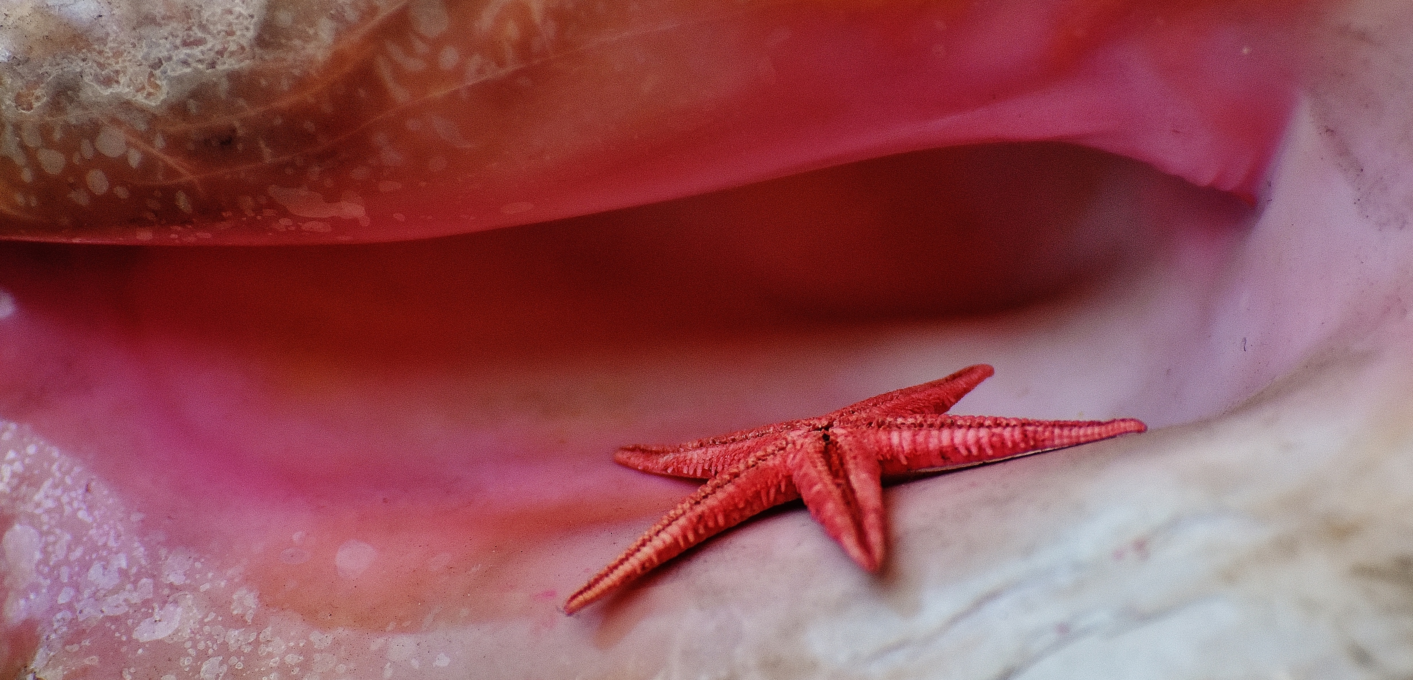 pink star fish