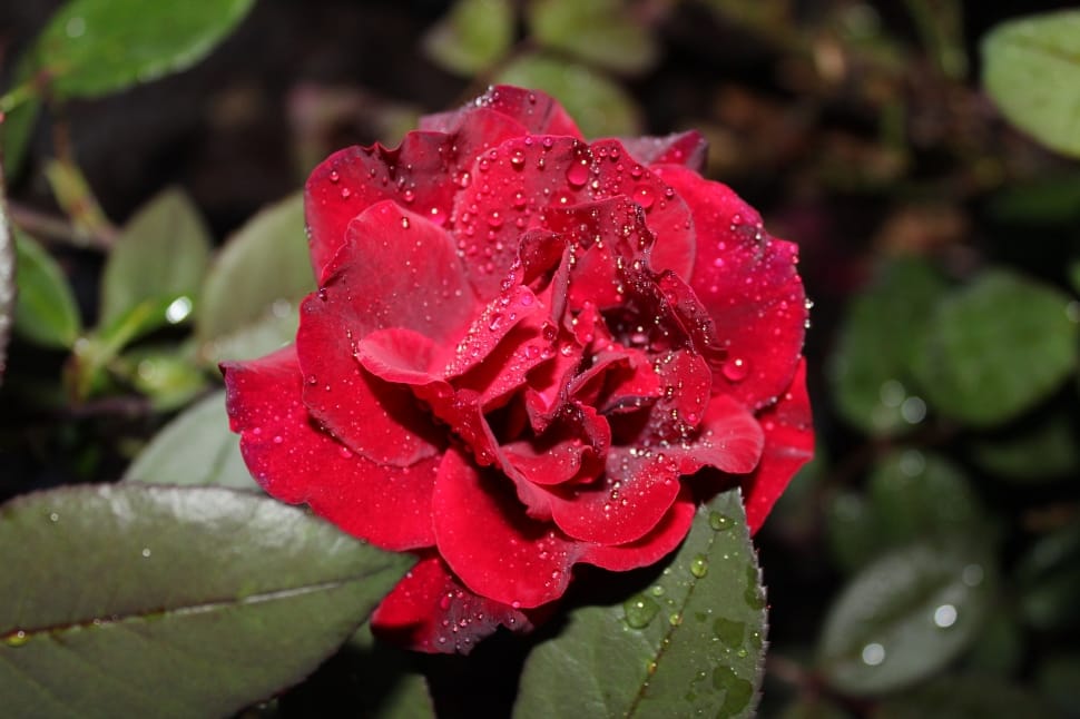 micro photography of red rose preview