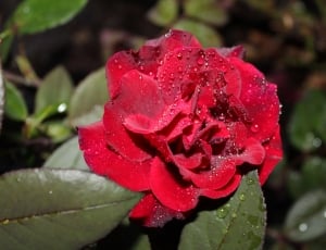 micro photography of red rose thumbnail