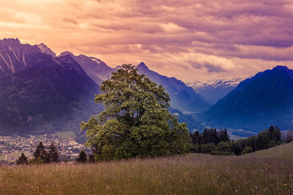 green tree on surrounded by mountains preview
