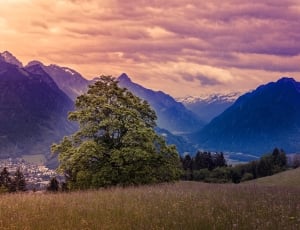 green tree on surrounded by mountains thumbnail