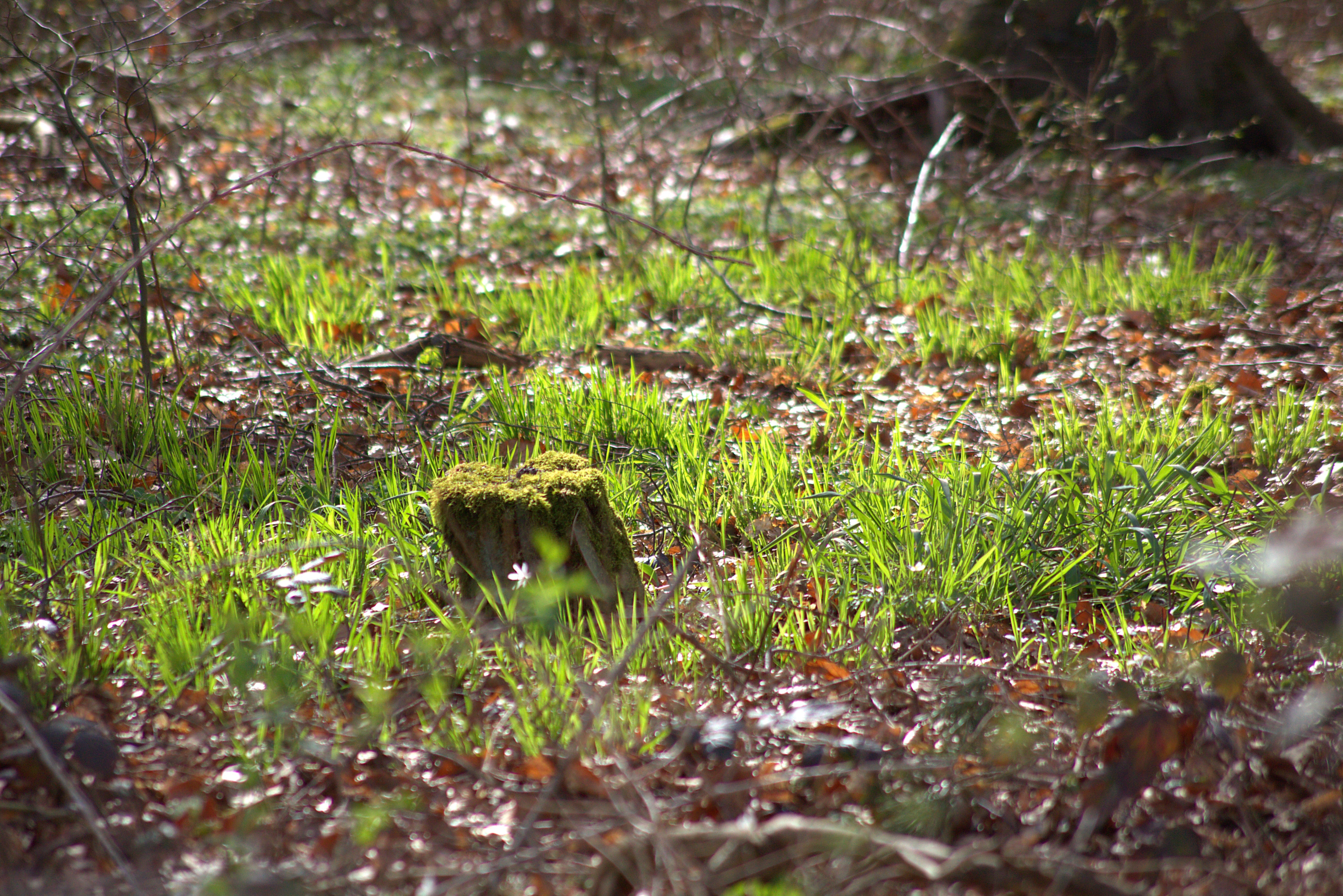 22 мая травы выросло. Болотные гнилушки. Травка в лесу. Пенек в лесу. Пенек в траве.