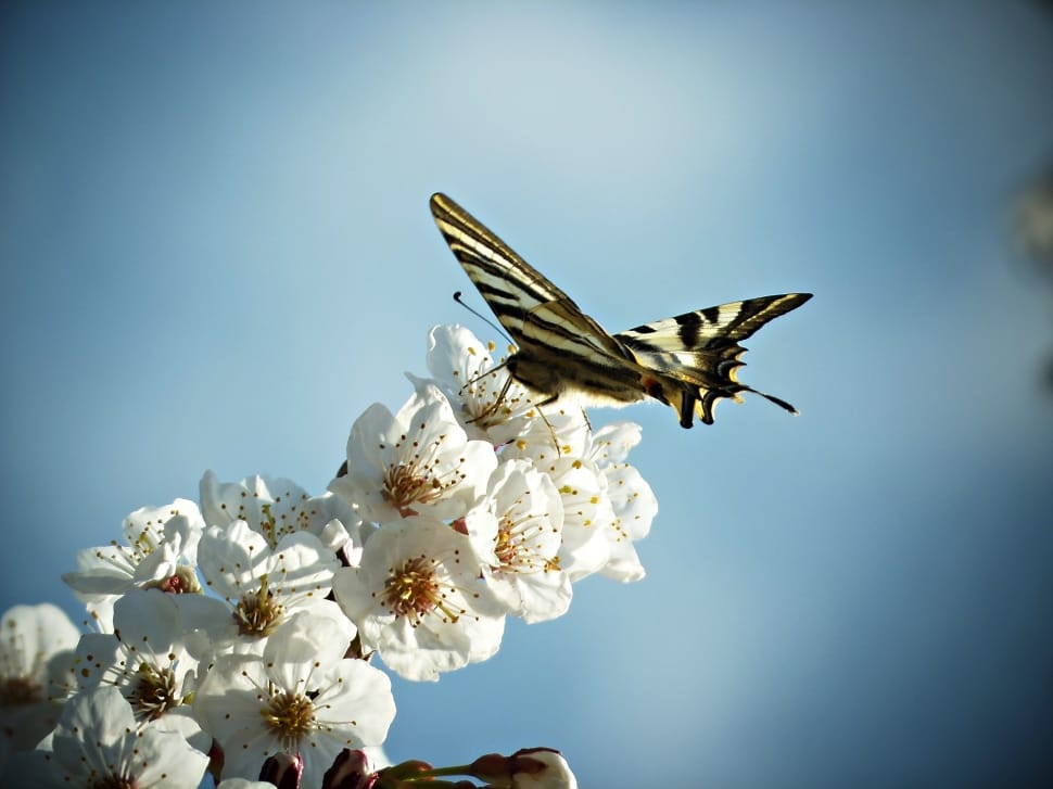 grey and black butterfly perched on white petaled flower preview