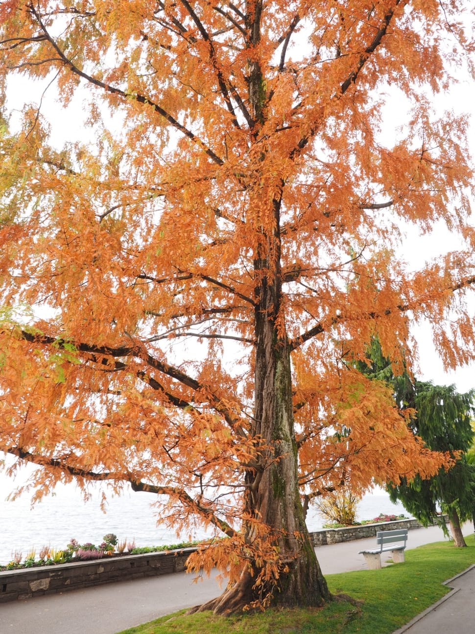 orange leaf tree preview