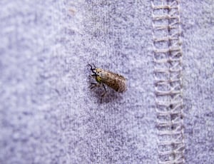 brown and black insect thumbnail